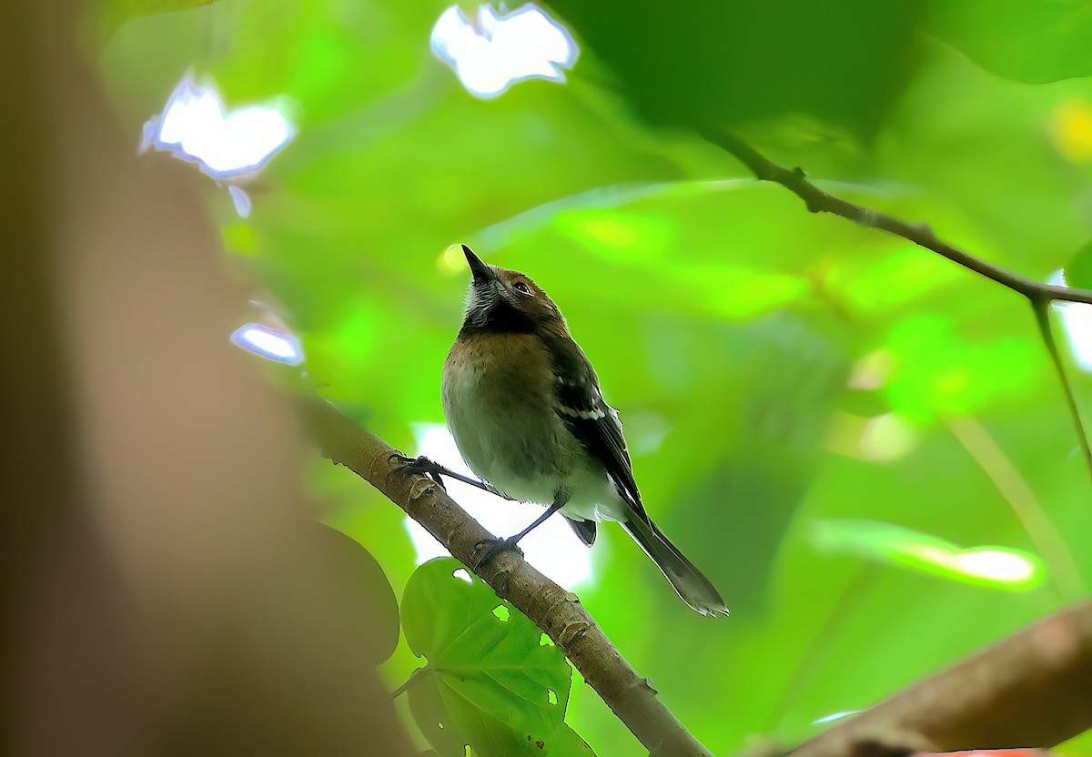 Oahu Elepaio - ML642638283