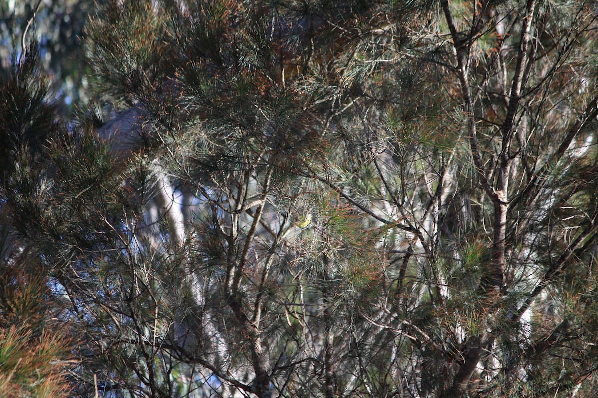 Yellow Thornbill - ML642638296