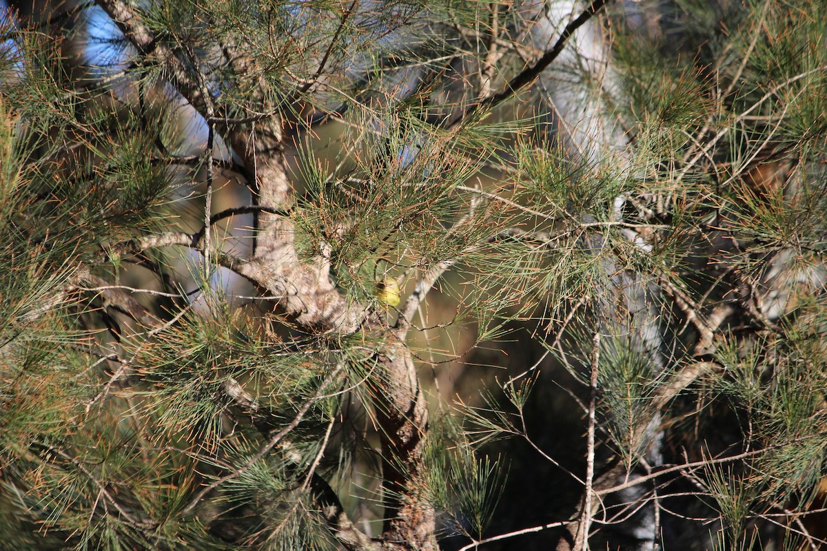 Yellow Thornbill - ML642638299