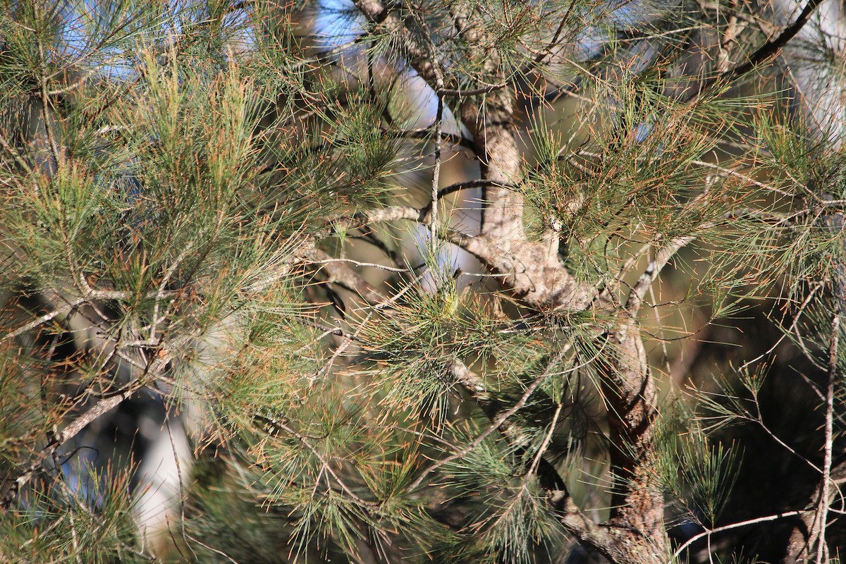 Yellow Thornbill - ML642638301