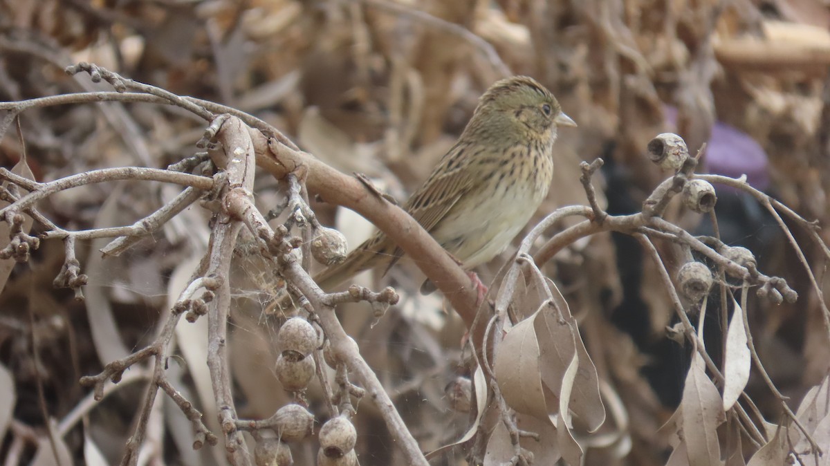 Lincoln's Sparrow - ML642638307