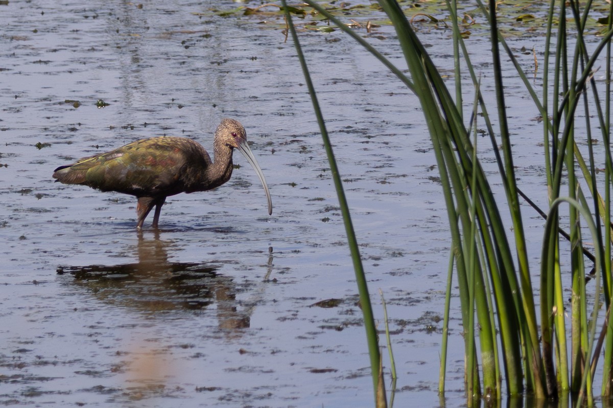 White-faced Ibis - ML642638314