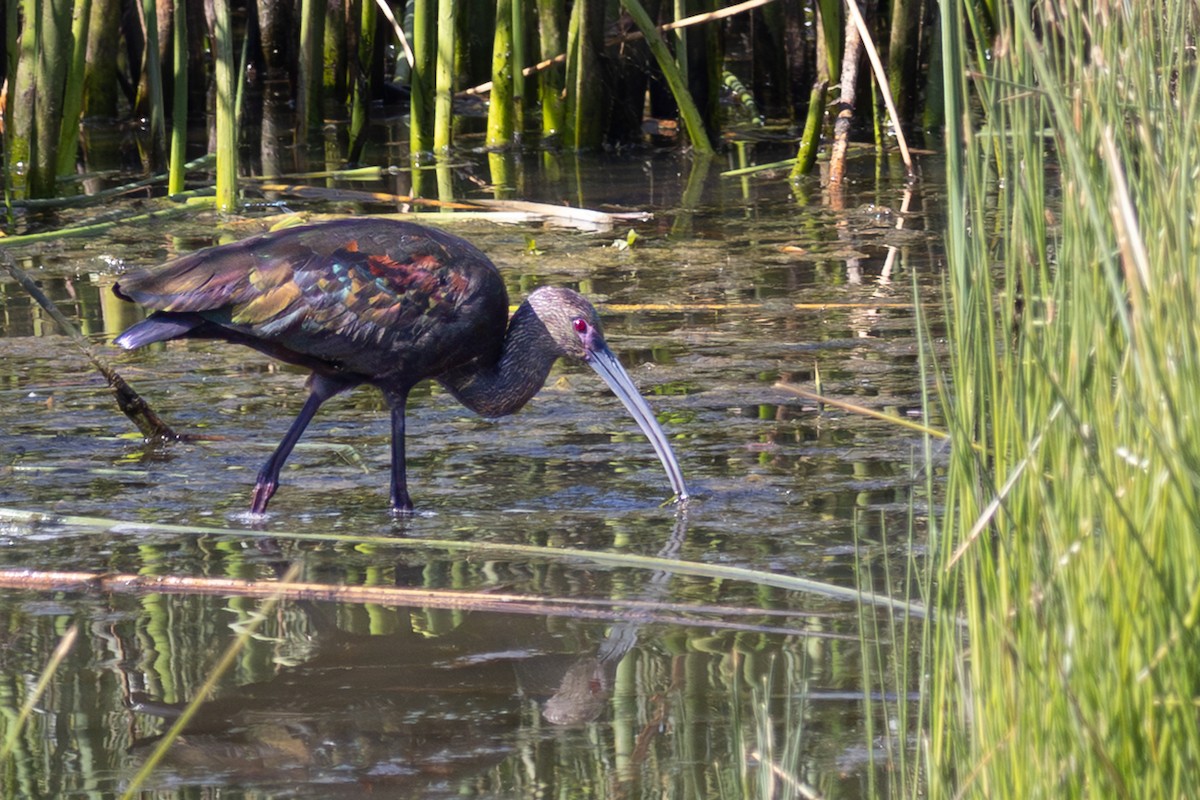 White-faced Ibis - ML642638315