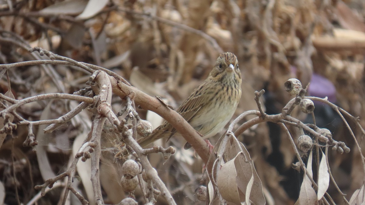 Lincoln's Sparrow - ML642638318