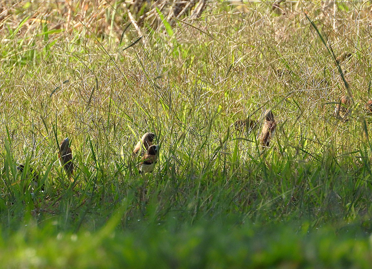 Chestnut-breasted Munia - ML642638336