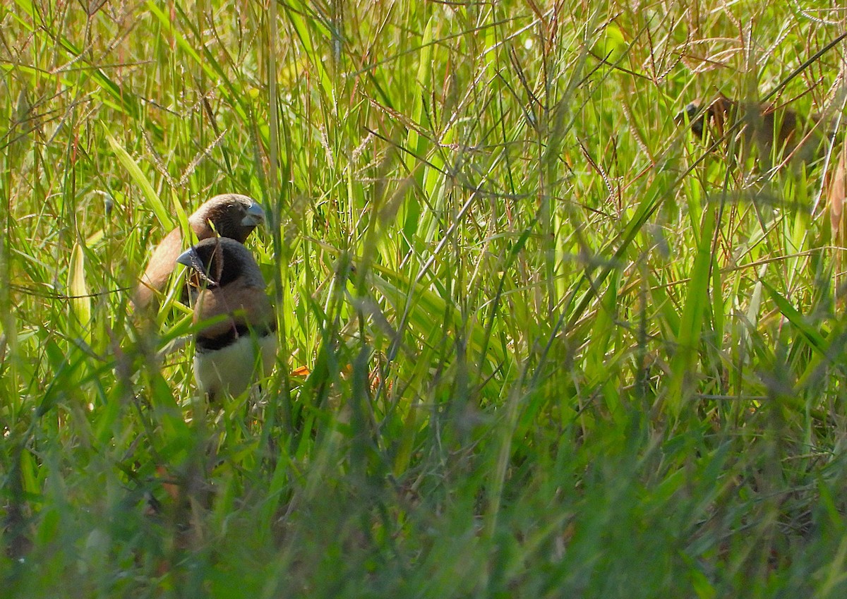 Chestnut-breasted Munia - ML642638338