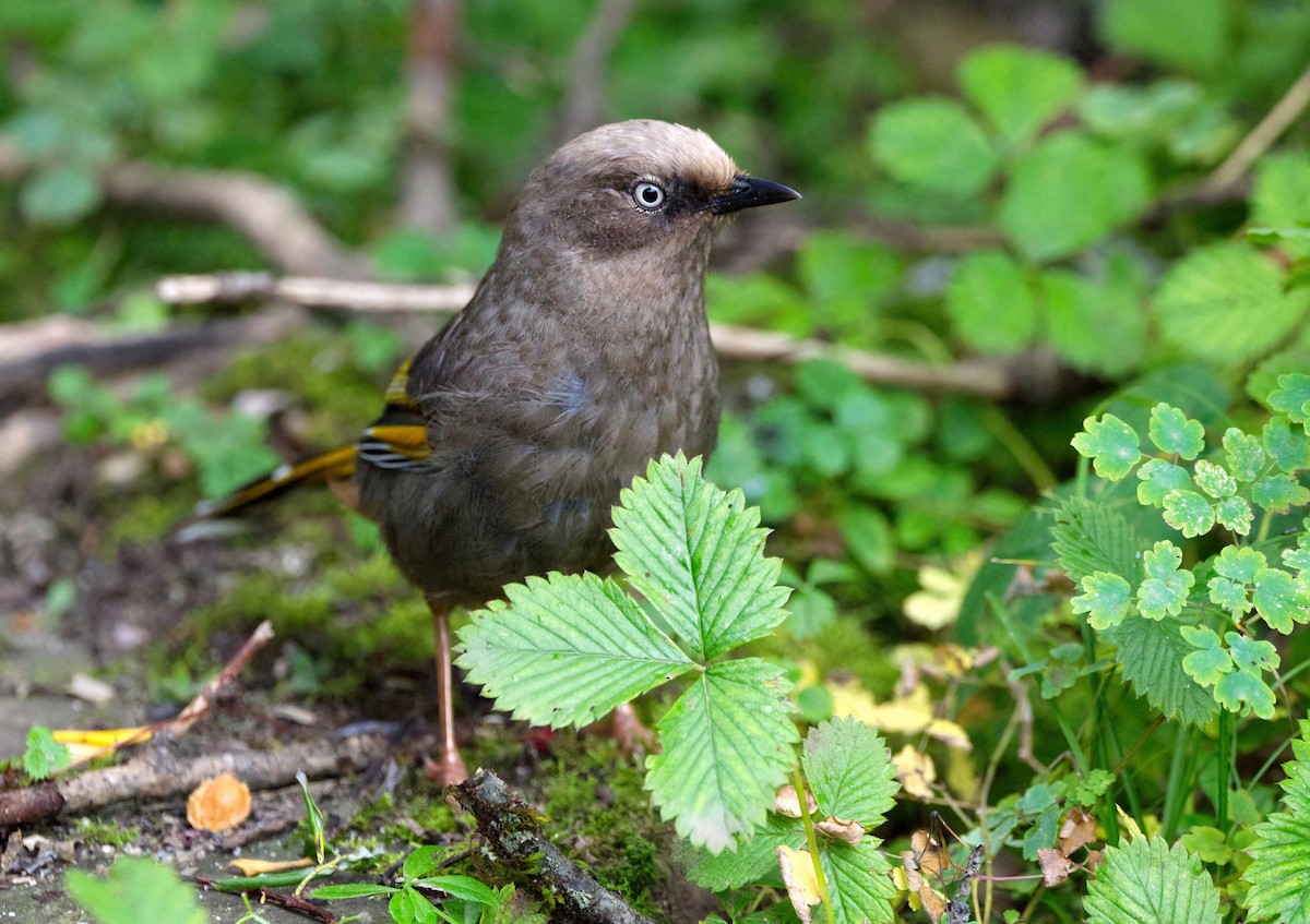 Elliot's Laughingthrush - ML642638340