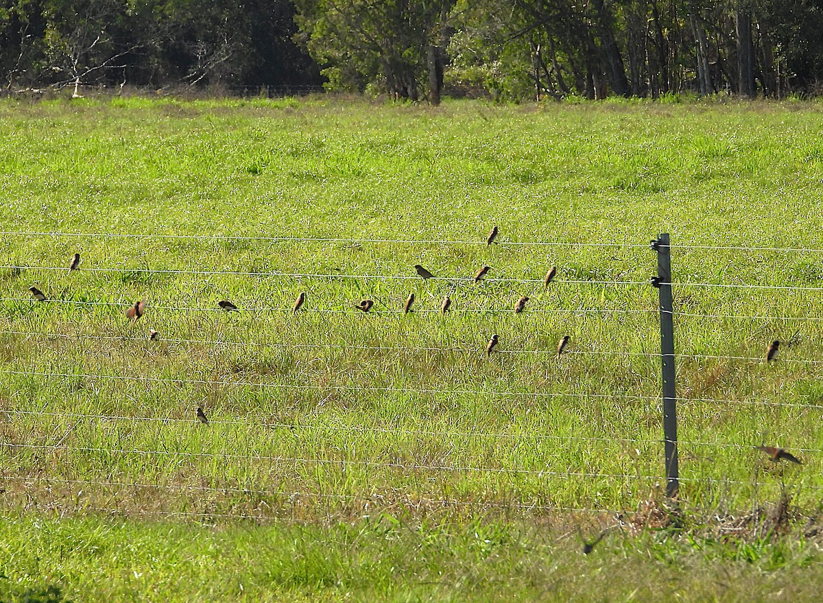 Chestnut-breasted Munia - ML642638352