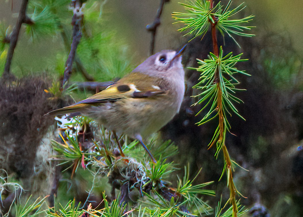 Goldcrest - ML642638360