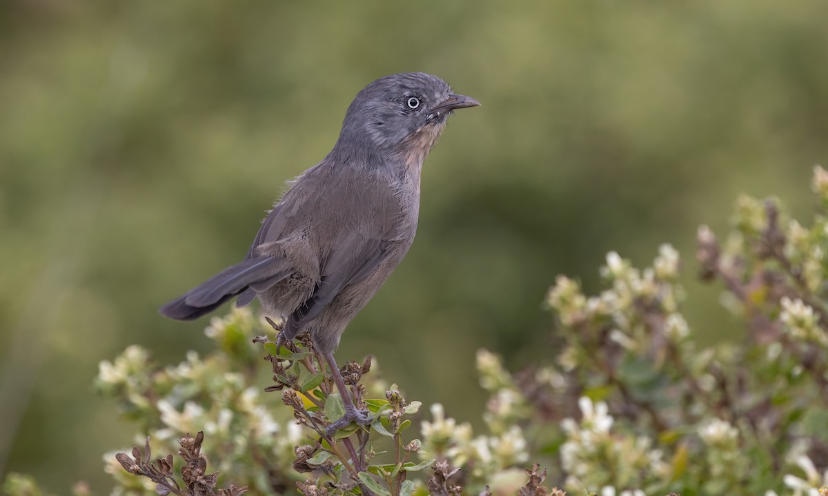 Wrentit - ML642638377