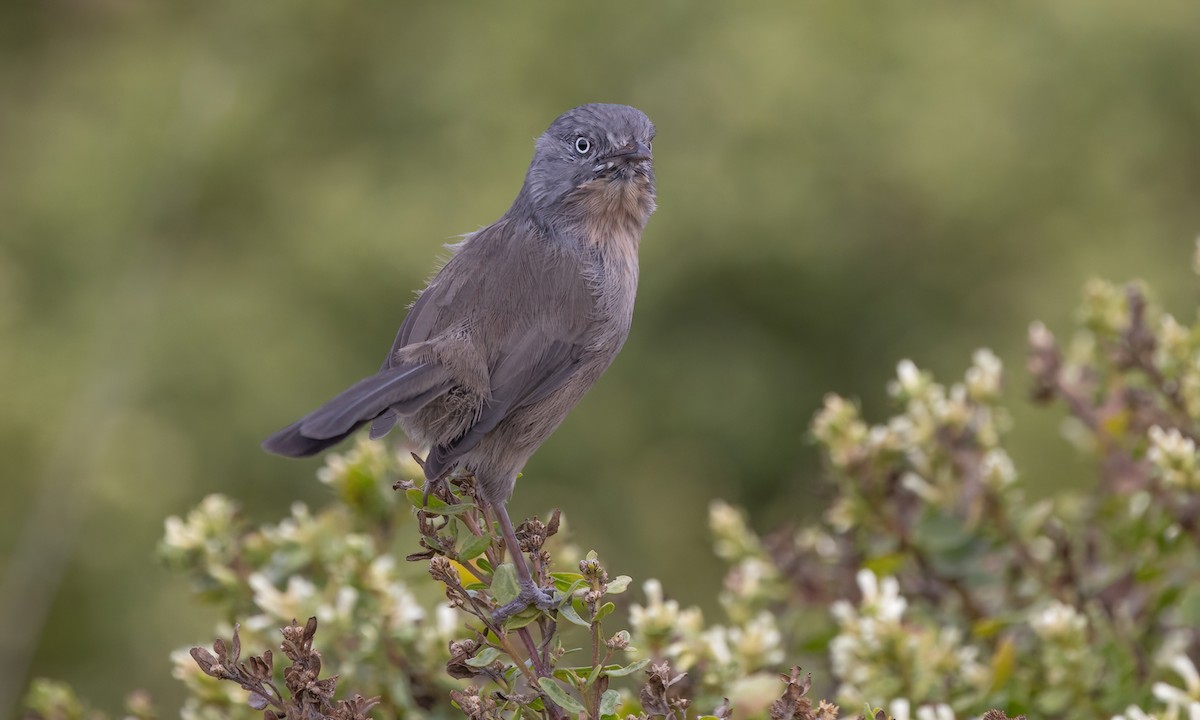Wrentit - ML642638378