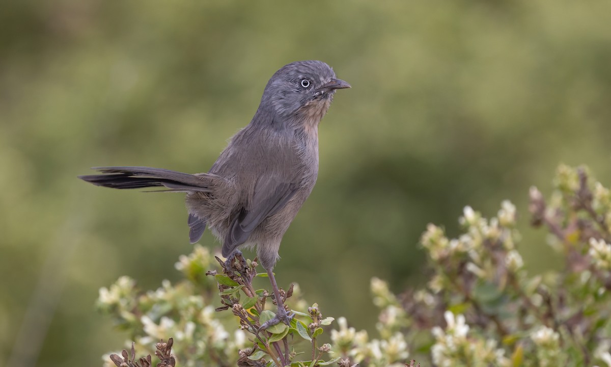 Wrentit - ML642638379