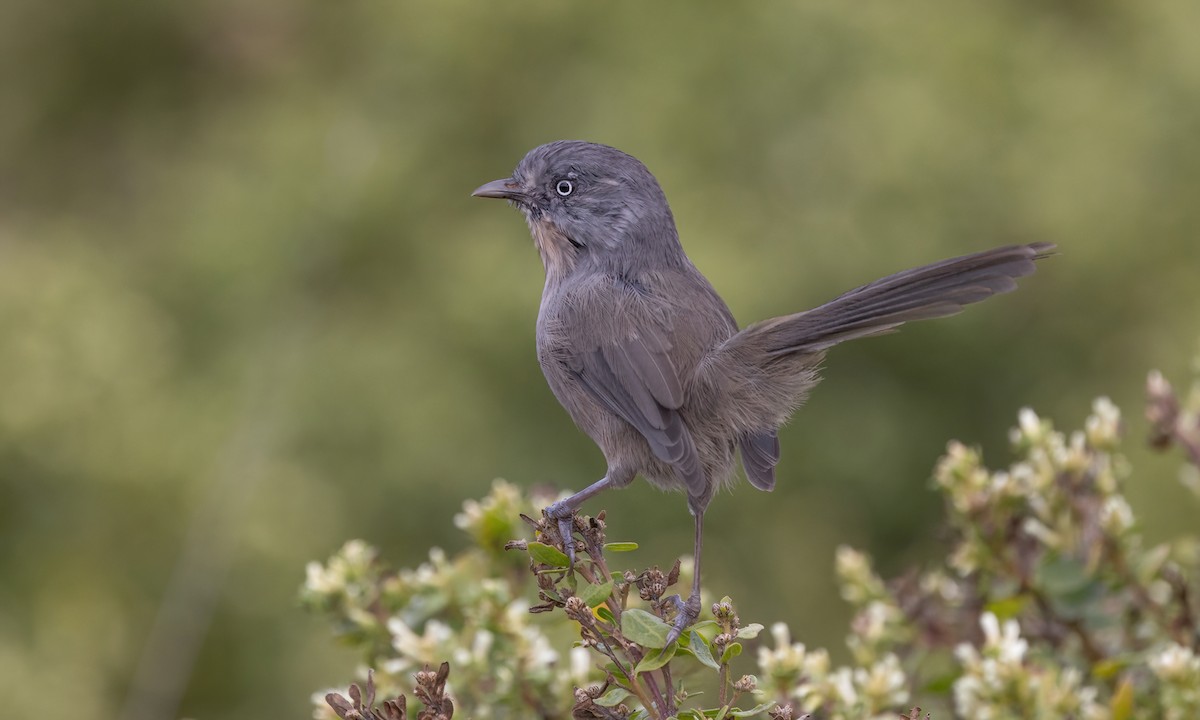 Wrentit - ML642638380
