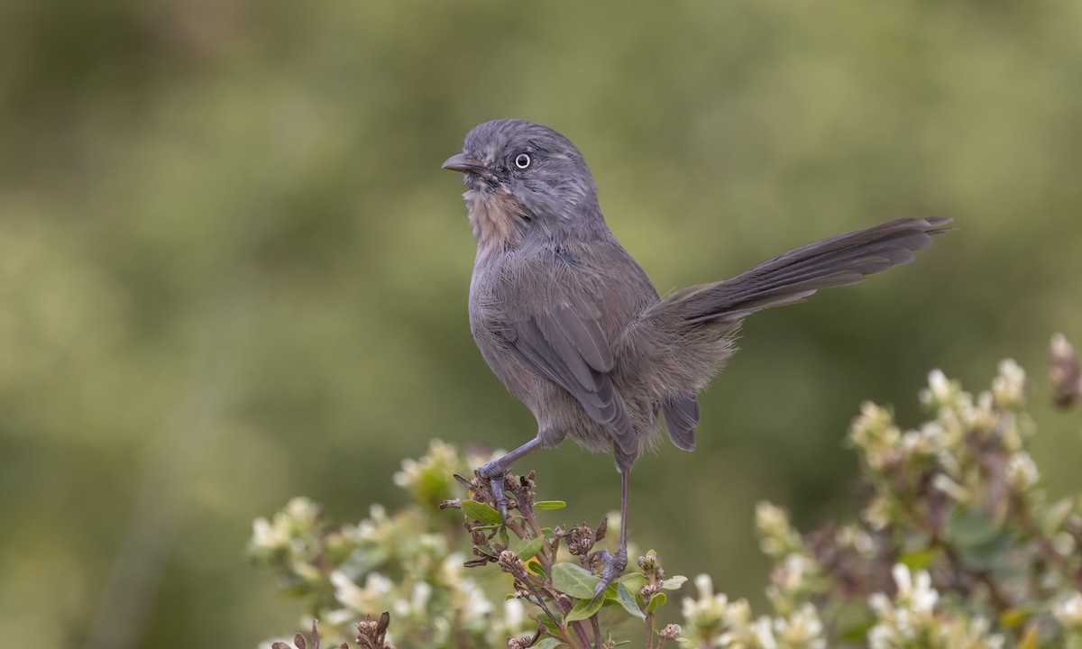Wrentit - ML642638381