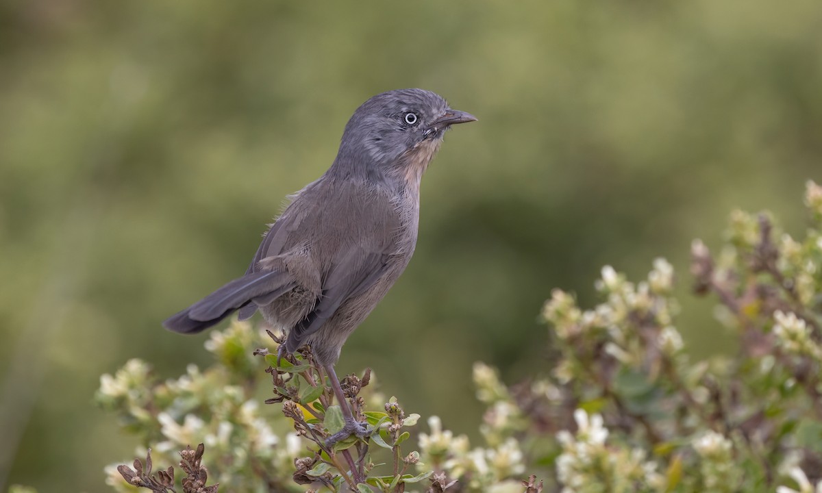 Wrentit - ML642638382