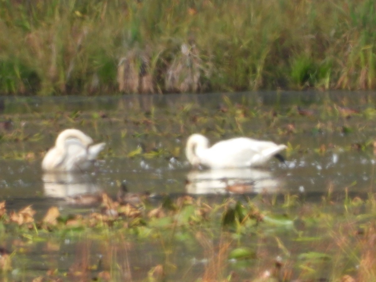 Trumpeter Swan - ML642638386