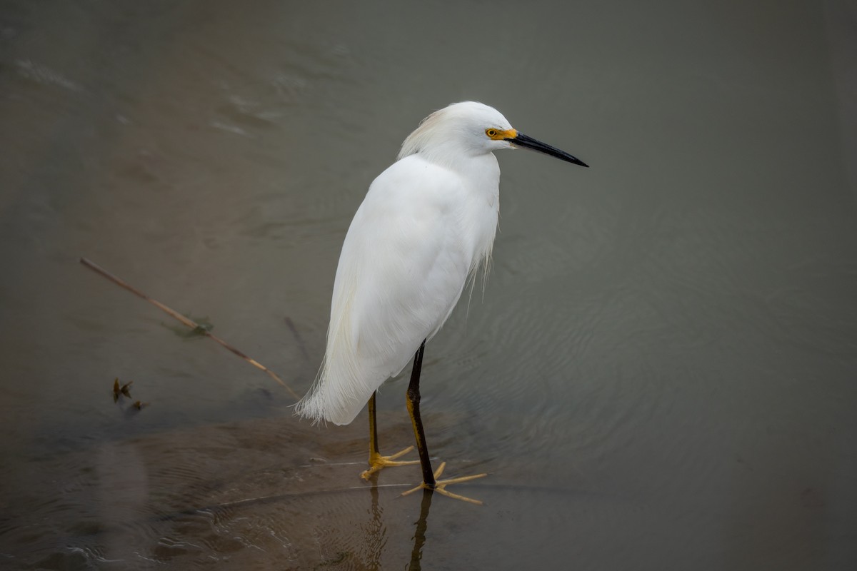 Snowy Egret - ML642638391