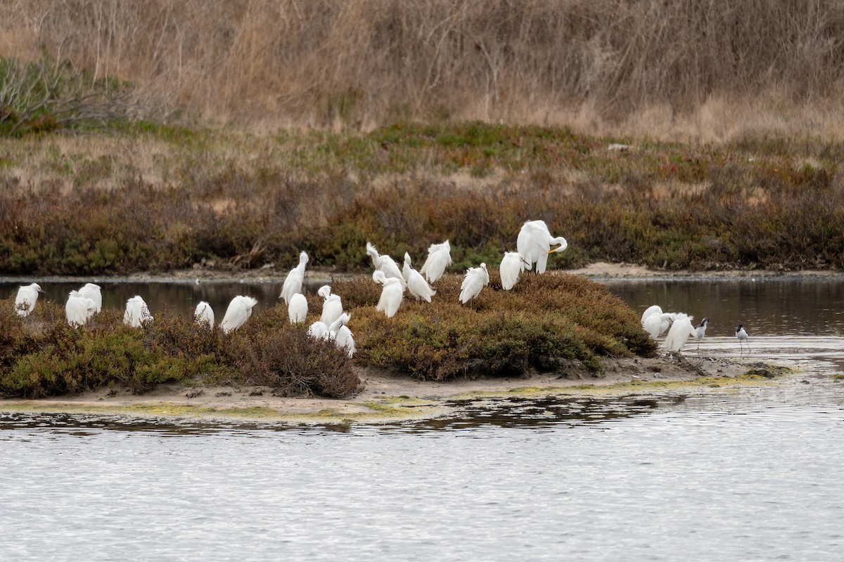 Snowy Egret - ML642638392