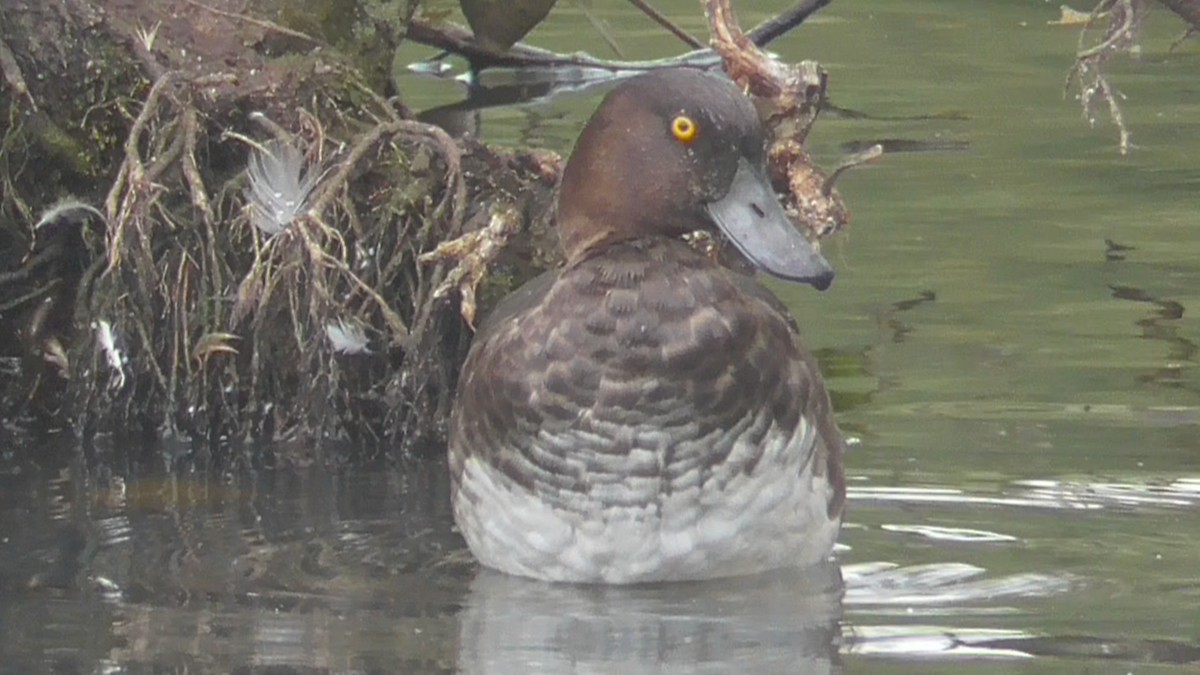 Tufted Duck - ML642638398