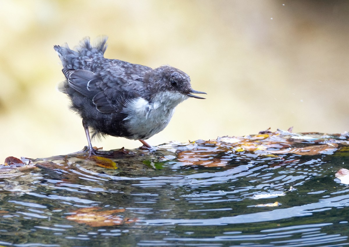 White-throated Dipper - ML642638401
