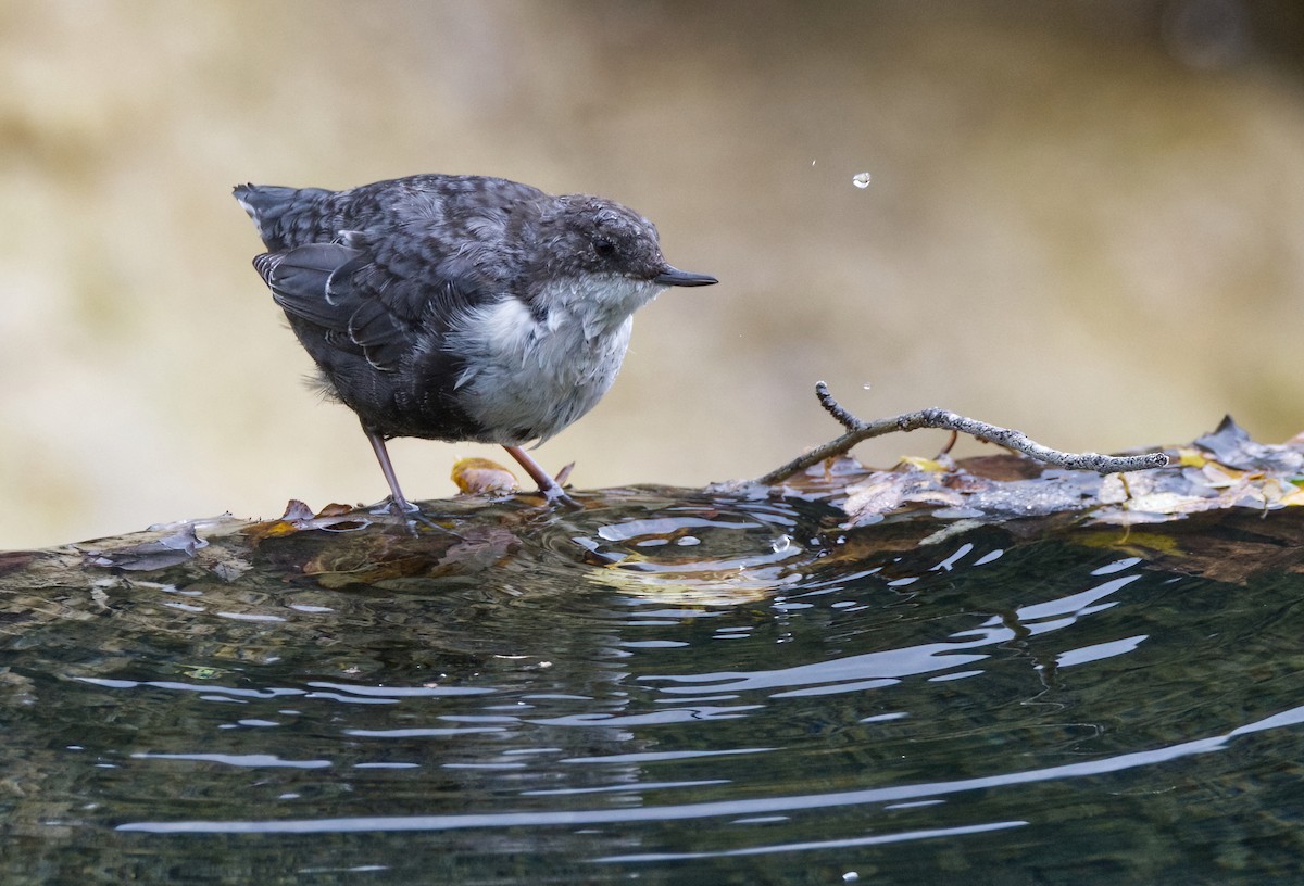 White-throated Dipper - ML642638402