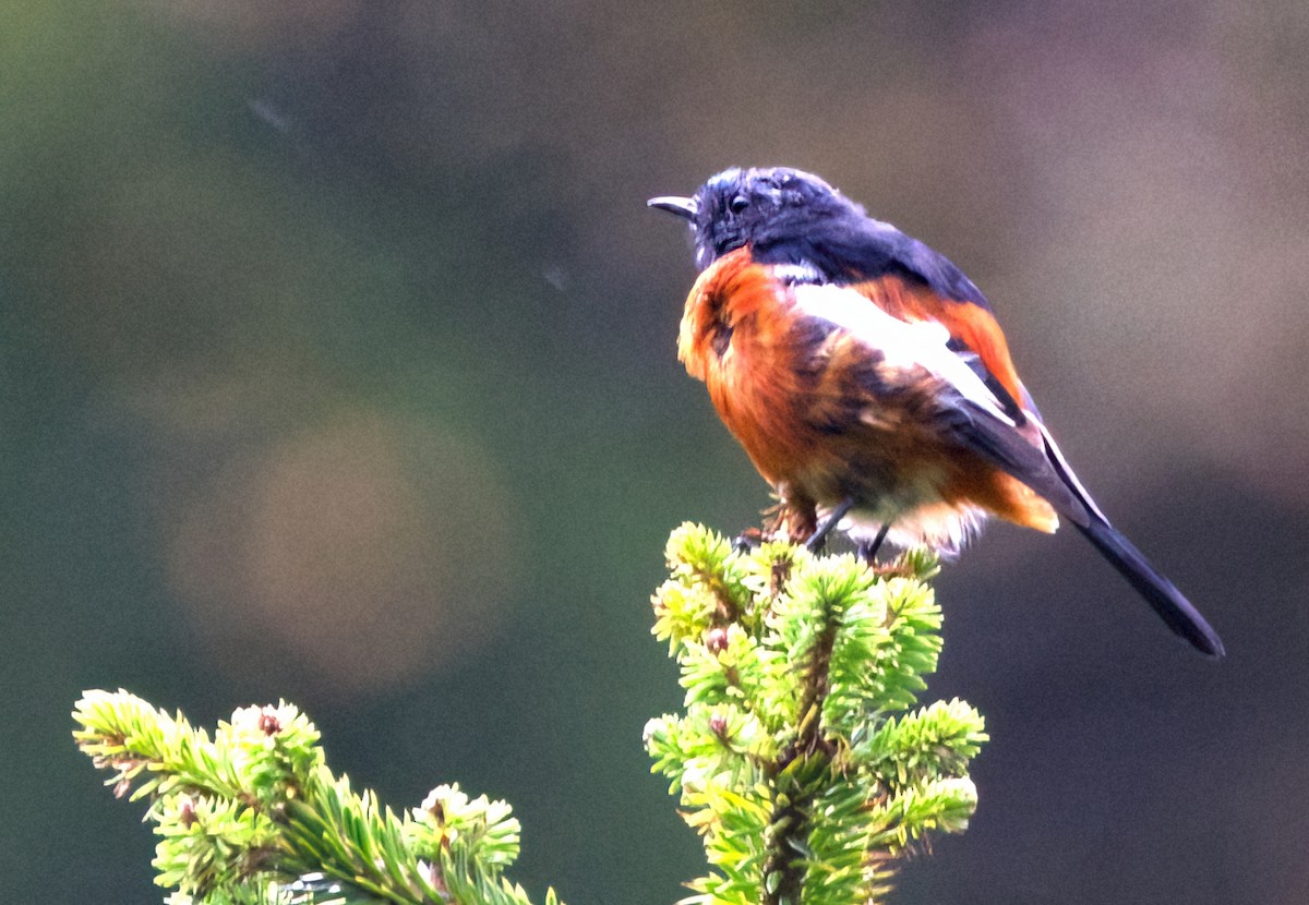 White-throated Redstart - ML642638405