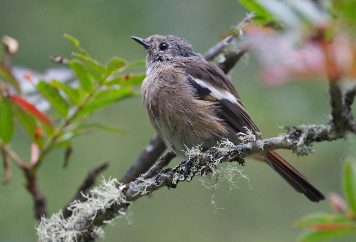 White-throated Redstart - ML642638406