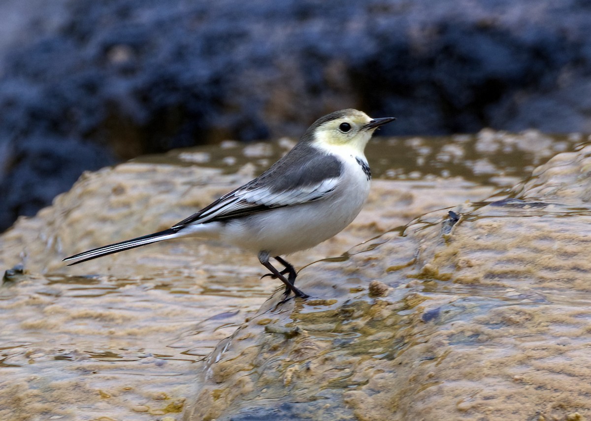 White Wagtail (ocularis) - ML642638431
