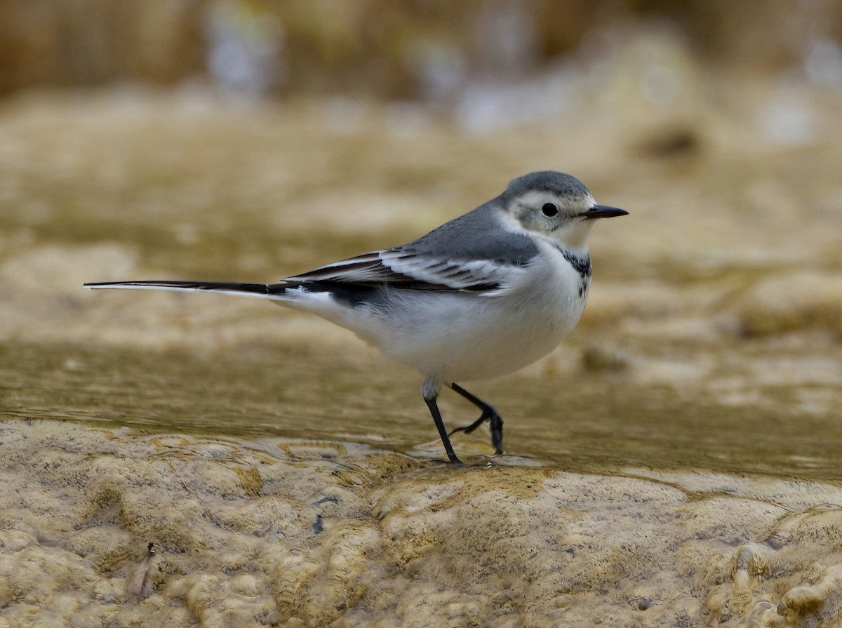 White Wagtail (ocularis) - ML642638435