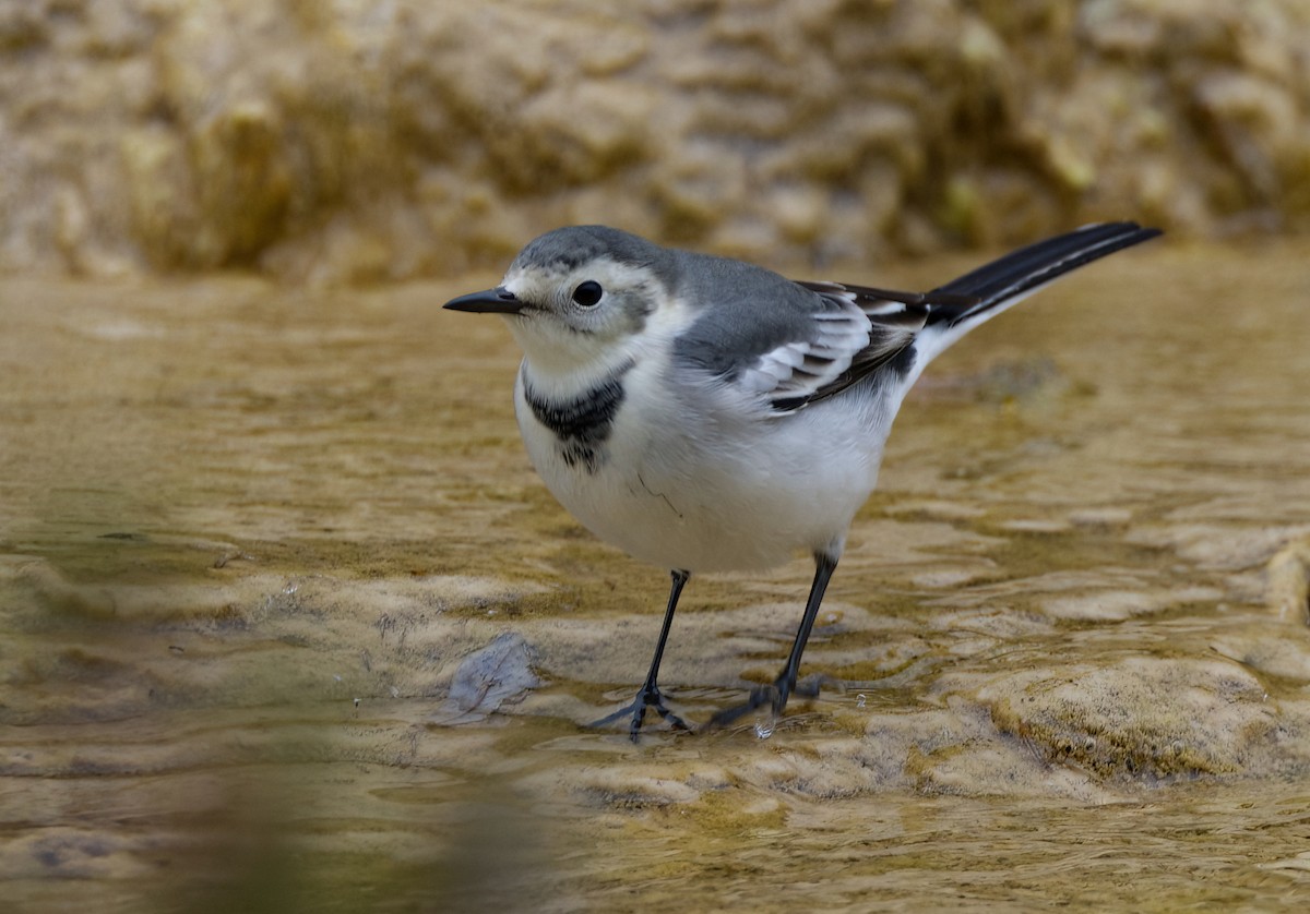 White Wagtail (ocularis) - ML642638436