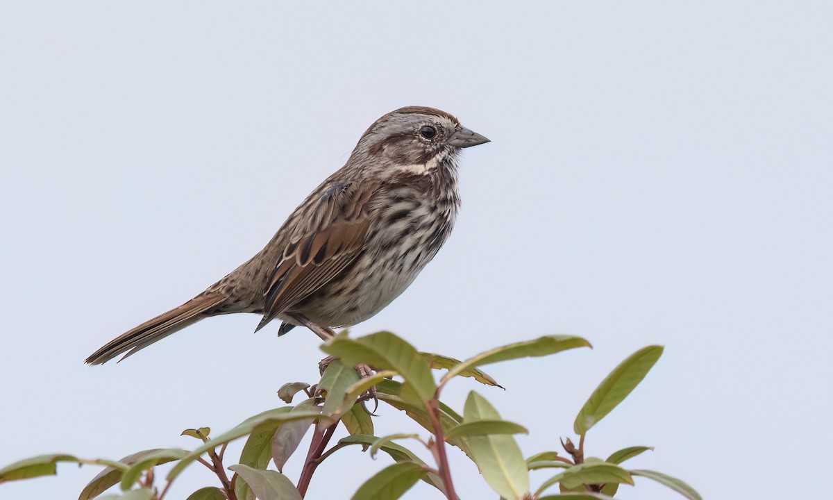Song Sparrow (heermanni Group) - ML642638442