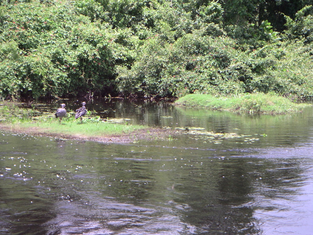 Southern Screamer - ML642638446