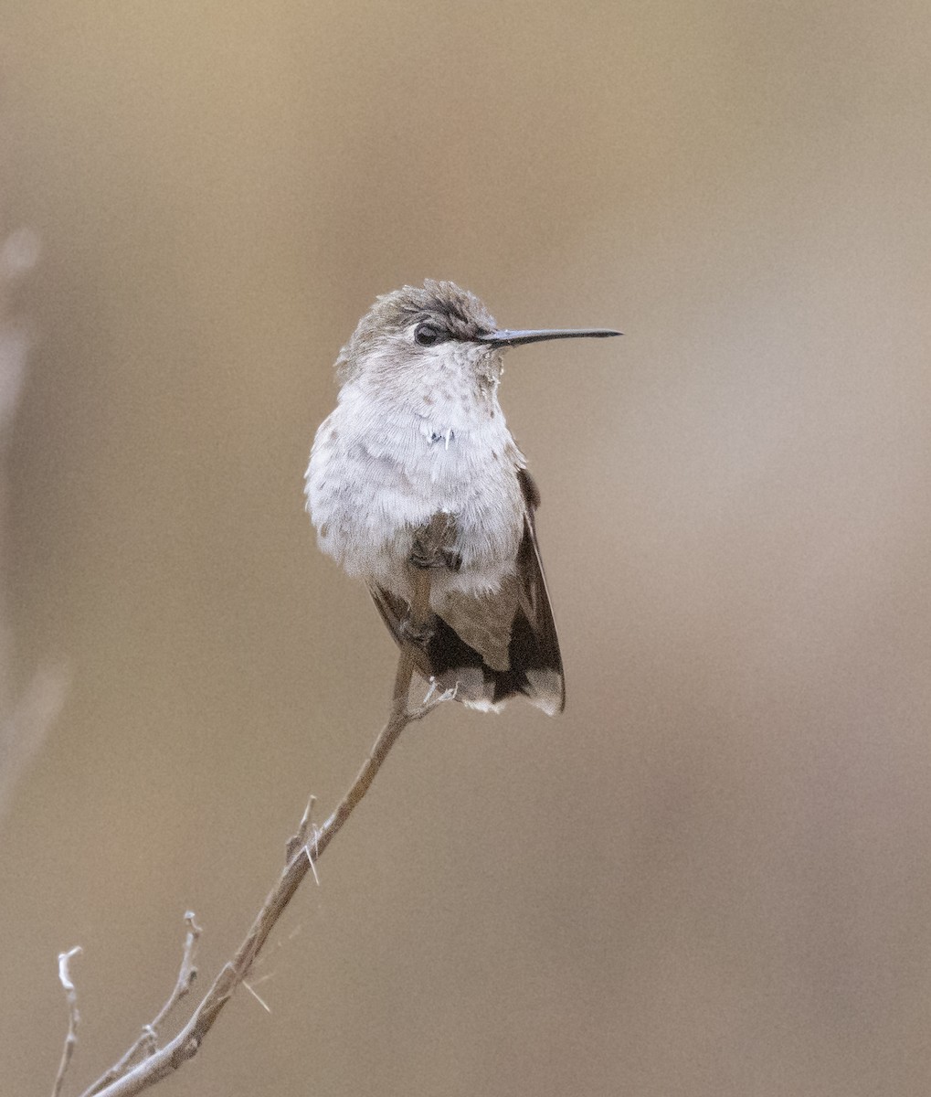 Costa's Hummingbird - ML642638453