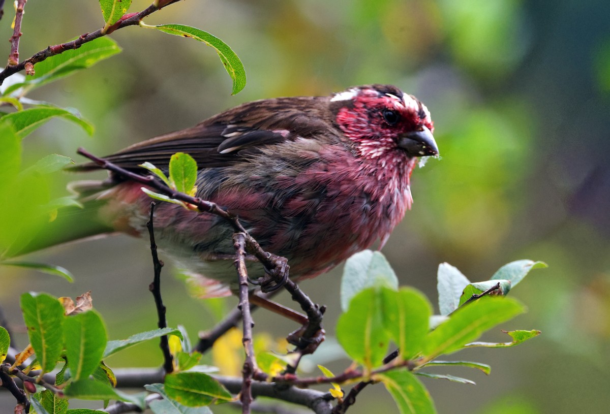 Chinese White-browed Rosefinch - ML642638455