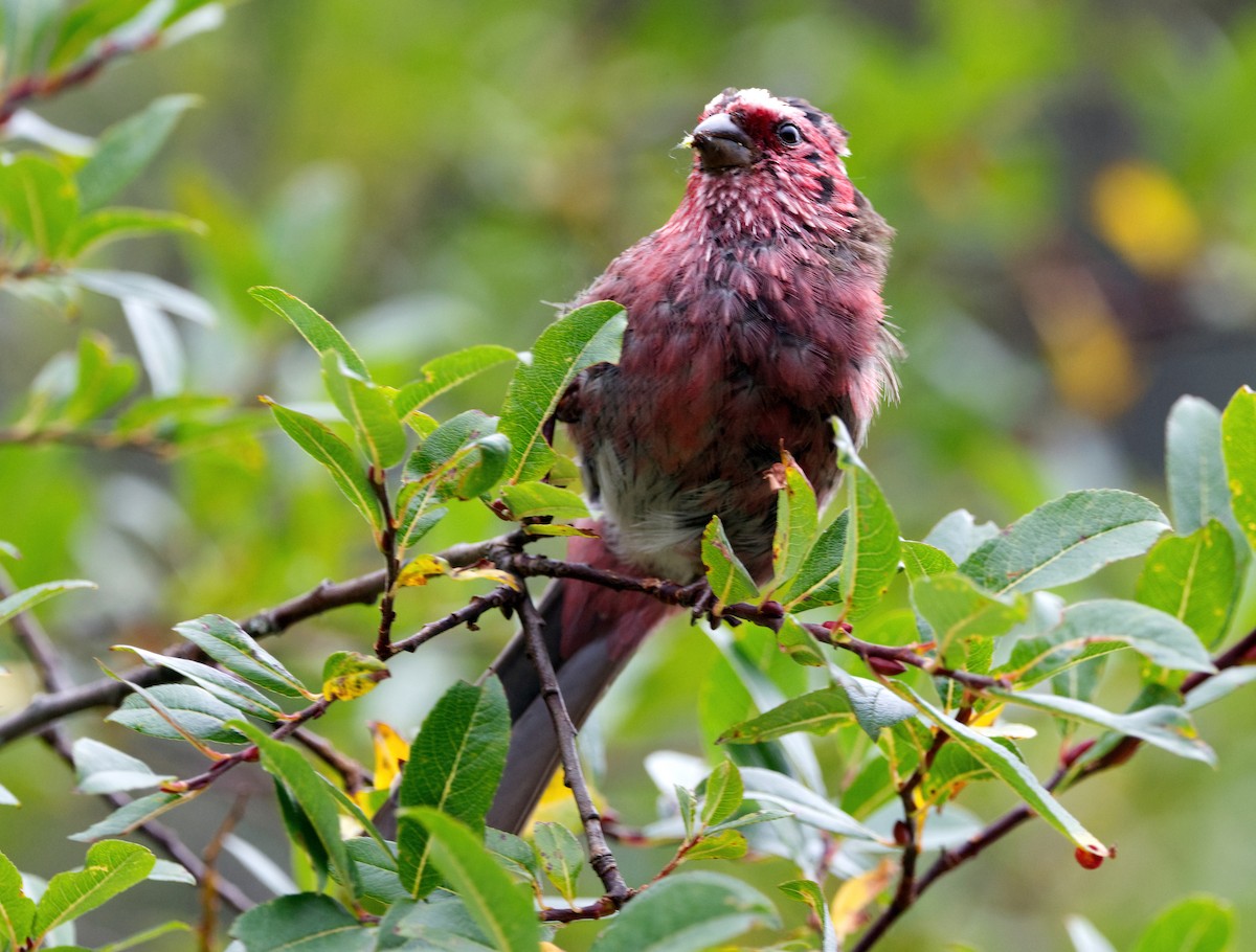 Chinese White-browed Rosefinch - ML642638457