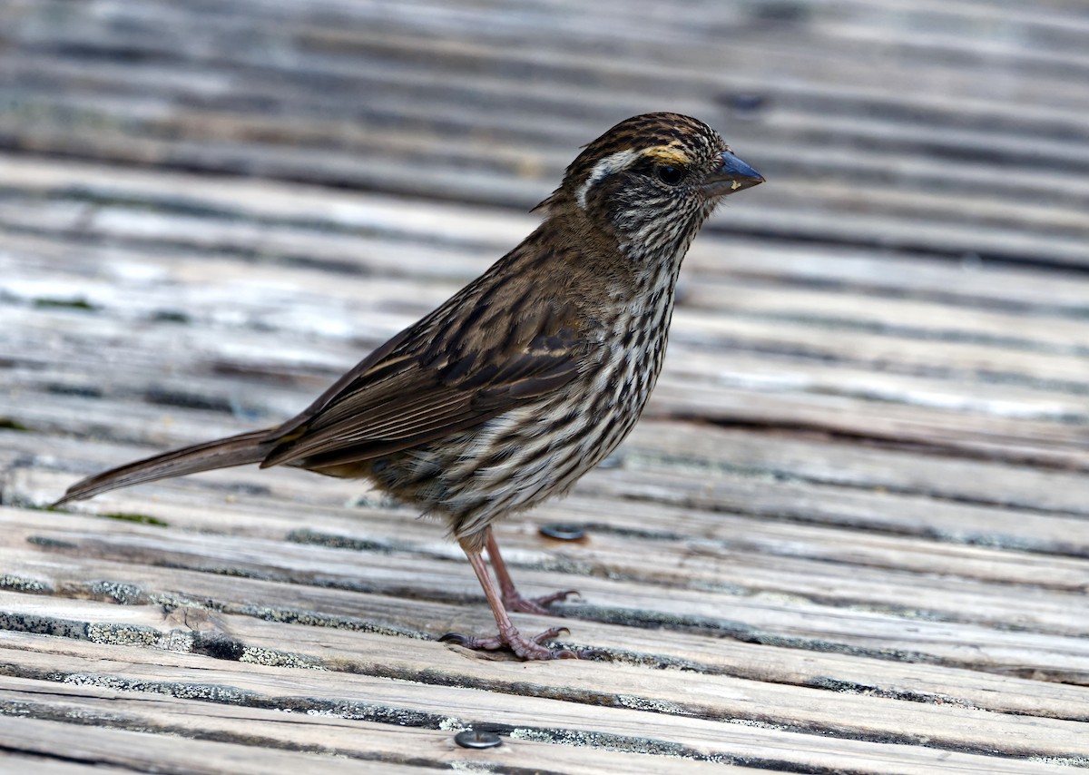 Chinese White-browed Rosefinch - ML642638458