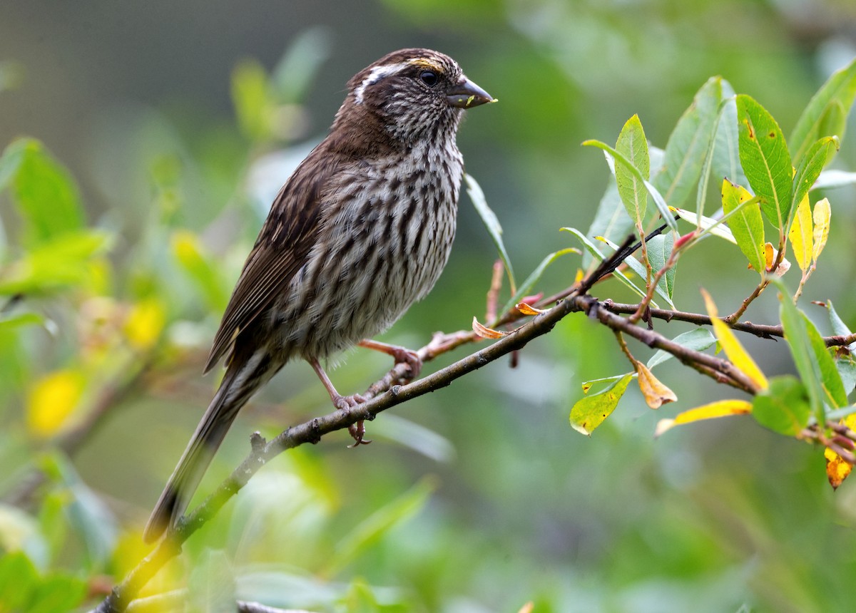 Chinese White-browed Rosefinch - ML642638459