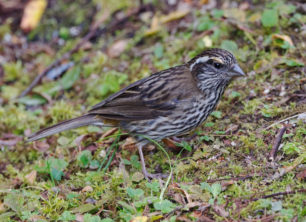 Chinese White-browed Rosefinch - ML642638460