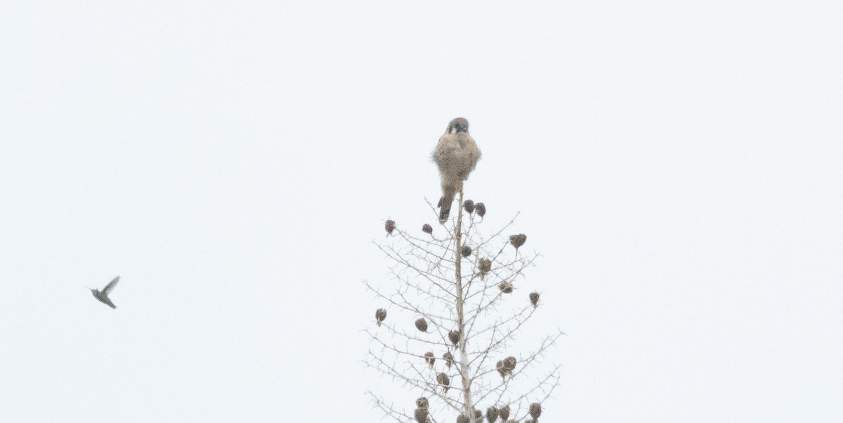 American Kestrel - ML642638490