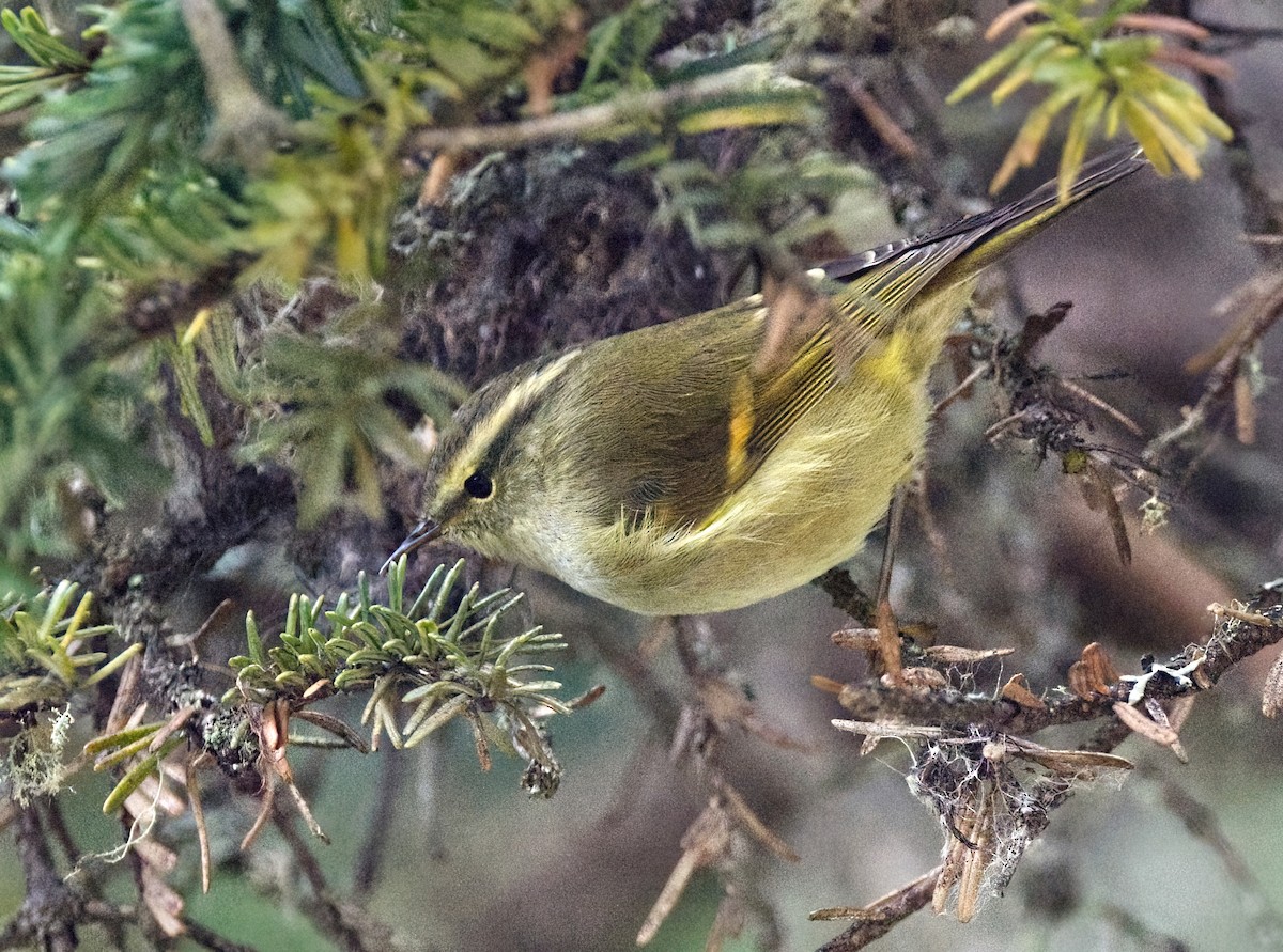 Buff-barred Warbler - ML642638495