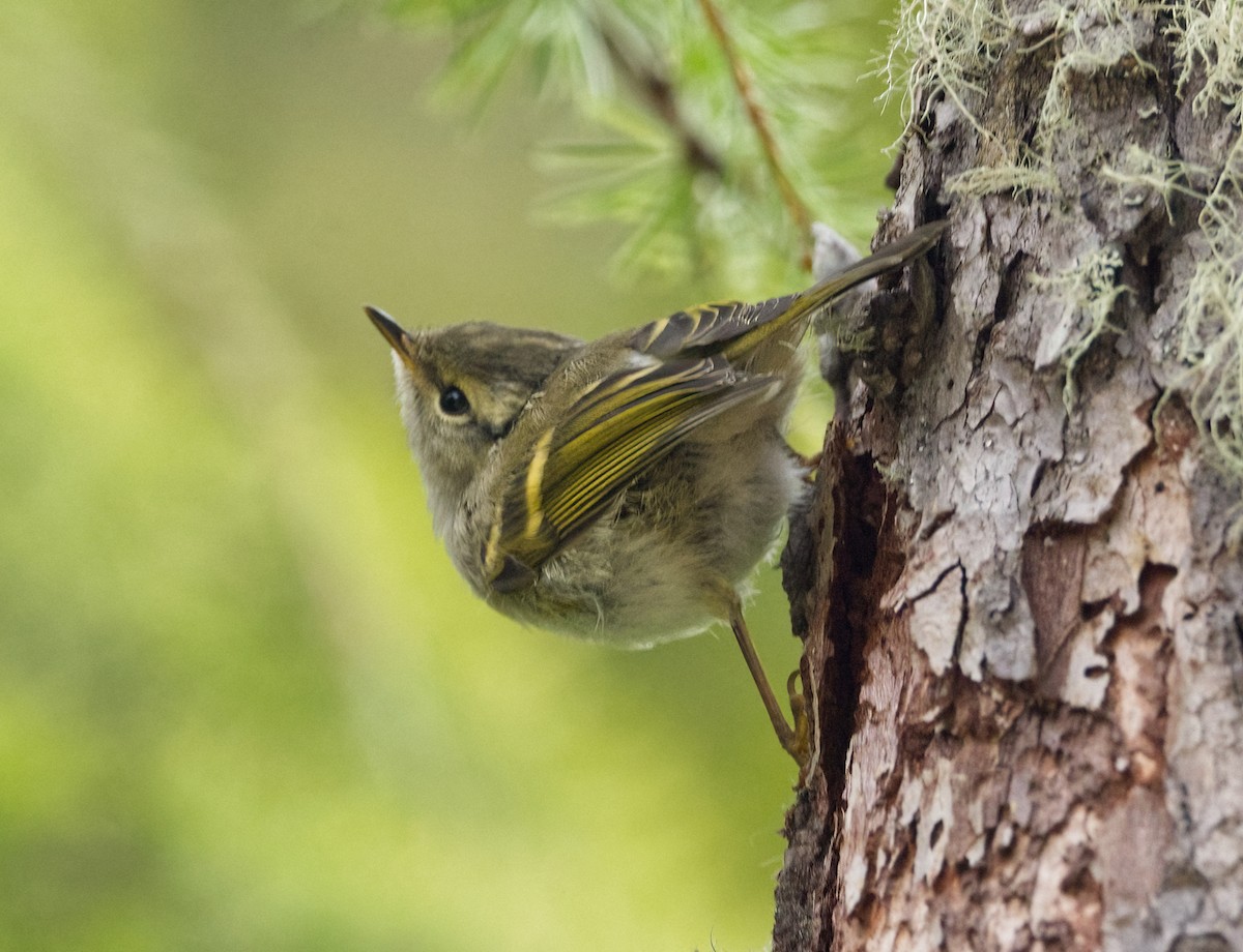 Buff-barred Warbler - ML642638496