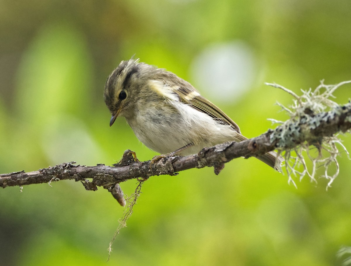 Buff-barred Warbler - ML642638497