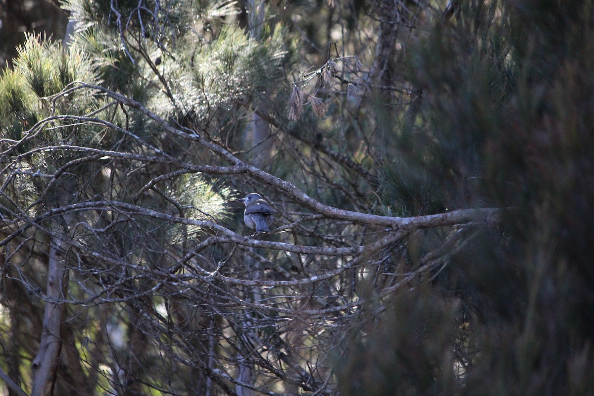Gray Shrikethrush - ML642638510