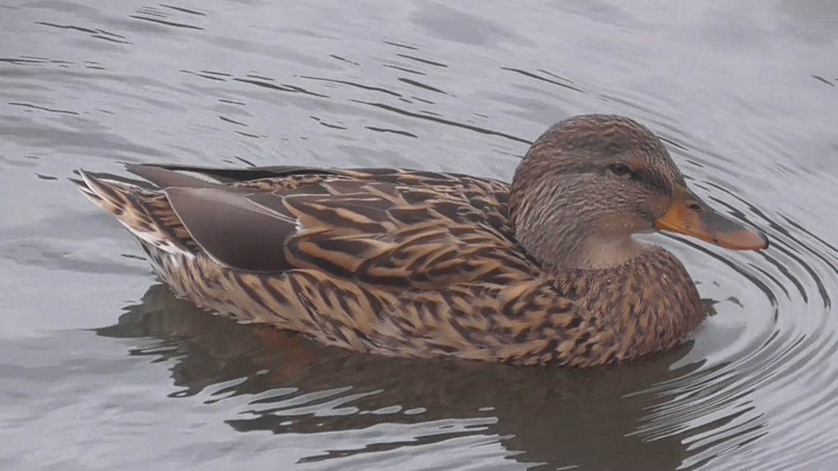 Mallard - ML642638516