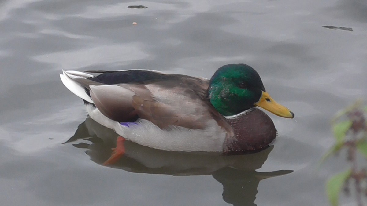 Mallard - ML642638524