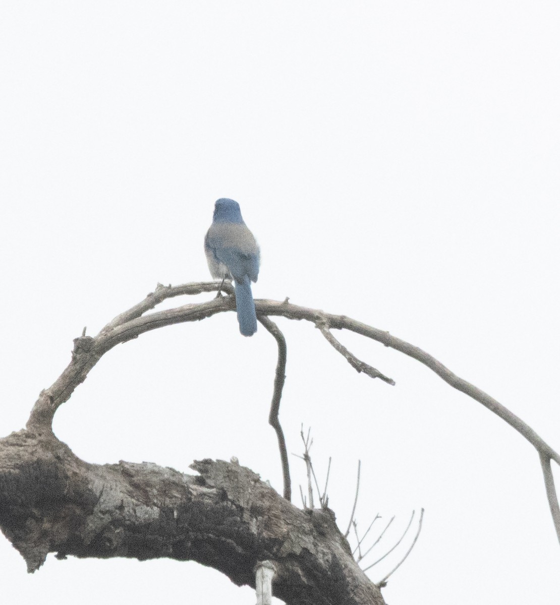 California Scrub-Jay - ML642638527