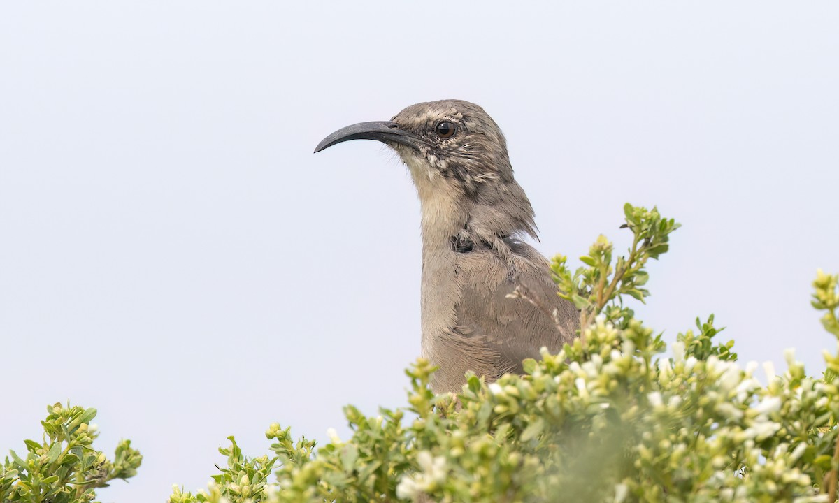 California Thrasher - ML642638529