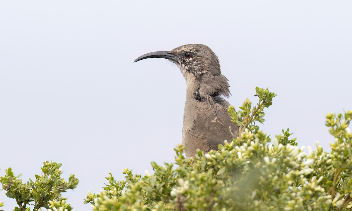California Thrasher - ML642638530