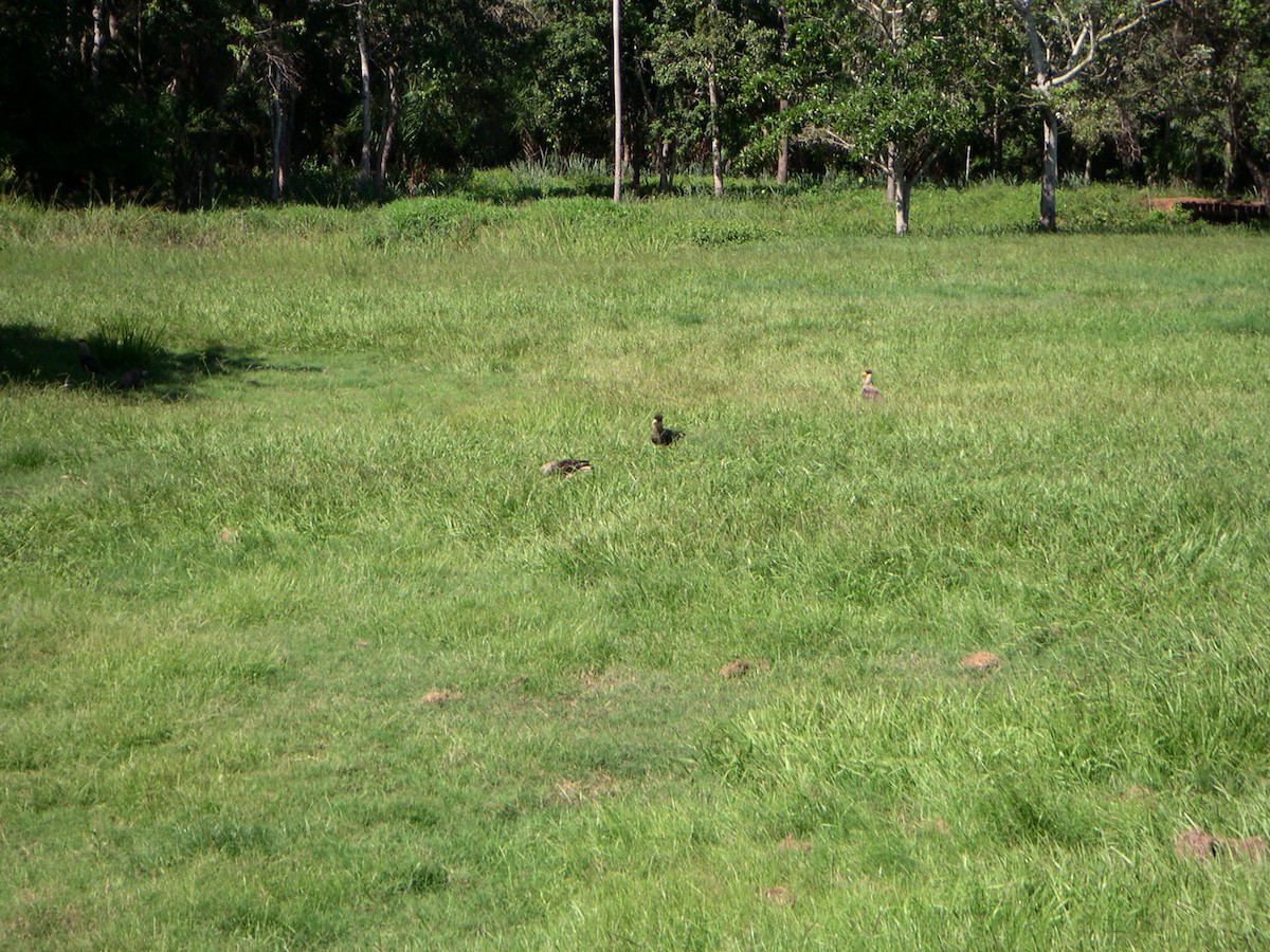 Crested Caracara (Southern) - ML642638541
