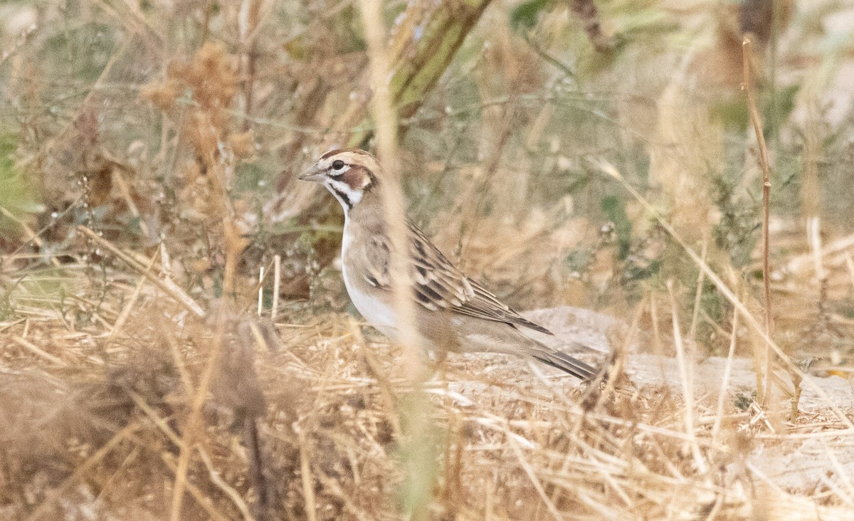 strnádka travní - ML642638543